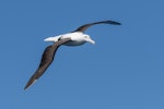 Northern royal albatross | Toroa. Immature. East of Poor Knights Islands, November 2023. Image © Scott Brooks by Scott Brooks.