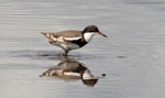 Red-kneed dotterel. Adult. Teralba wetlands New South Wales Australia, October 2023. Image © Rebecca Bowater by Rebecca Bowater.