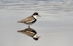 Red-kneed dotterel. Adult. Teralba wetlands New South Wales Australia, October 2023. Image © Rebecca Bowater by Rebecca Bowater.