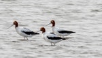 Red-necked avocet | Piwari. Three adults. Stockton Spit New South Wales Australia, October 2023. Image © Rebecca Bowater by Rebecca Bowater.