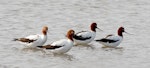 Red-necked avocet | Piwari. Four adults. Stockton Sandspit New South Wales Australia, October 2023. Image © Rebecca Bowater by Rebecca Bowater.