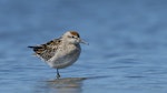 Sharp-tailed sandpiper | Kohutapu. Juvenile. Waikanae estuary, October 2023. Image © Roger Smith by Roger Smith.