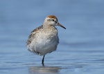 Sharp-tailed sandpiper | Kohutapu. Juvenile. Waikanae estuary, October 2023. Image © Roger Smith by Roger Smith.