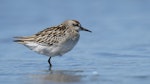 Sharp-tailed sandpiper | Kohutapu. Juvenile. Waikanae estuary, October 2023. Image © Roger Smith by Roger Smith.