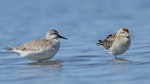 Sharp-tailed sandpiper | Kohutapu. Juvenile (on right, with nonbreeding red knot on left). Waikanae estuary, October 2023. Image © Roger Smith by Roger Smith.