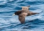 White-chinned petrel | Karetai kauae mā. Adult in flight, dorsal. The Petrel Station pelagic offshore from Tutukaka, September 2023. Image © Scott Brooks, www.thepetrelstation.nz by Scott Brooks.