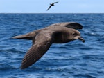 Grey-faced petrel | Ōi. Adult in flight. At sea off the Poor Knights Islands, October 2019. Image © Scott Brooks, www.thepetrelstation.nz by Scott Brooks.