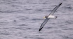 Chatham Island mollymawk | Toroa. Adult in flight. The Pyramid, Chatham Islands, December 2023. Image © Mark Lethlean by Mark Lethlean.