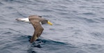 Chatham Island mollymawk | Toroa. Adult in flight. The Pyramid, Chatham Islands, December 2023. Image © Mark Lethlean by Mark Lethlean.