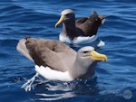 Chatham Island mollymawk | Toroa. Two adults on water. Tutukaka Pelagic out past Poor Knights Islands, October 2020. Image © Scott Brooks, www.thepetrelstation.nz by Scott Brooks.