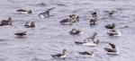 Chatham Island mollymawk | Toroa. Adult, flock raft. The Pyramid, Chatham Islands, December 2023. Image © Mark Lethlean by Mark Lethlean.