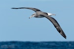 White-capped mollymawk | Toroa. Immature in flight. The Petrel Station pelagic offshore from Tutukaka, August 2023. Image © Scott Brooks, www.thepetrelstation.nz by Scott Brooks.