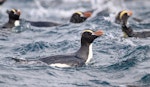 Erect-crested penguin | Tawaki nana hī. Adult on water. Bounty Islands, December 2023. Image © Mark Lethlean by Mark Lethlean.