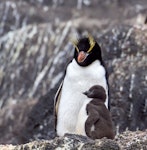 Erect-crested penguin | Tawaki nana hī. Adult and chick. Antipodes Island, December 2023. Image © Mark Lethlean by Mark Lethlean.