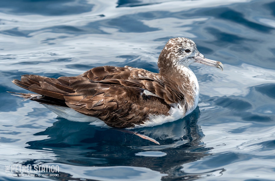 Streaked shearwater. Adult resting on ocean. First New Zealand live record. The Petrel Station pelagic offshore from Tutukaka, November 2023. Image © Scott Brooks, www.thepetrelstation.nz by Scott Brooks.