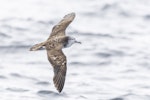 Streaked shearwater. Adult in flight dorsal. First New Zealand live record. East of Poor Knights Islands, November 2023. Image © Oscar Thomas by Oscar Thomas.