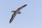 Streaked shearwater. Adult in flight dorsal. First New Zealand live record. East of Poor Knights Islands, November 2023. Image © Oscar Thomas by Oscar Thomas.