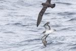 Streaked shearwater. Adult in flight ventral (with flesh-footed shearwater). East of Poor Knights Islands, November 2023. Image © Oscar Thomas by Oscar Thomas.