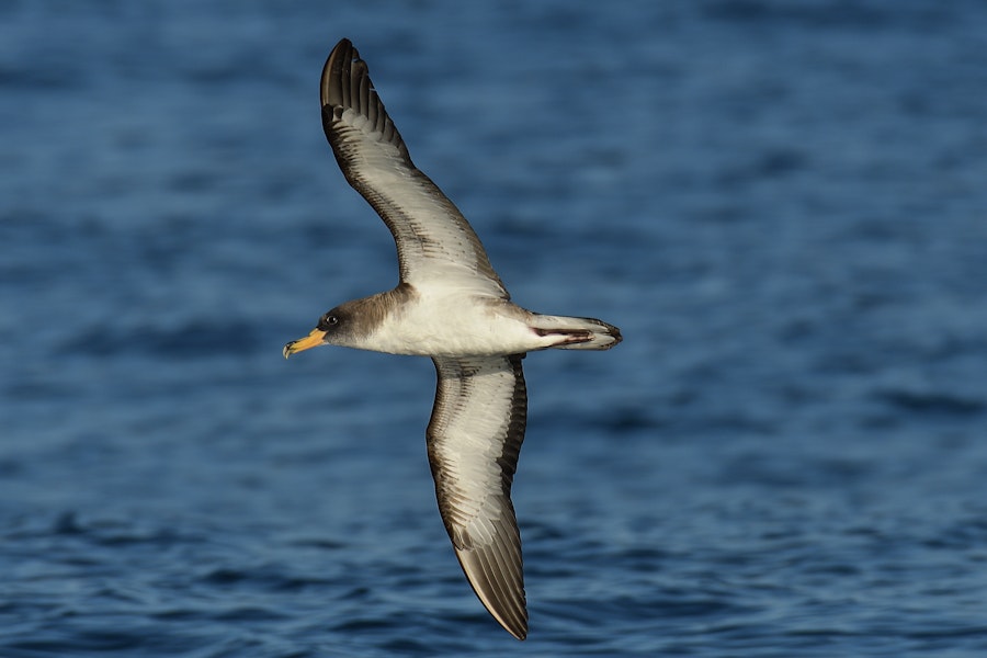 Cory's shearwater. Adult in flight. French atlantic coast, near Spain, October 2022. Image © Cyril Vathelet by Cyril Vathelet.