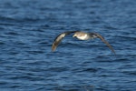 Cory's shearwater. Adult in flight. Frenc atlantic coast, near Spain, October 2022. Image © Cyril Vathelet by Cyril Vathelet.