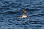 Cory's shearwater. Adult in flight. French atlantic coast, near Spain, October 2022. Image © Cyril Vathelet by Cyril Vathelet.