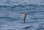 Cory's shearwater. At sea. South Atlantic, east of Arenas Verdes, February 2023. Image © Alan Tennyson by Alan Tennyson.