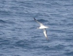 Cory's shearwater. At sea. South Atlantic, east of Arenas Verdes, February 2023. Image © Alan Tennyson by Alan Tennyson.