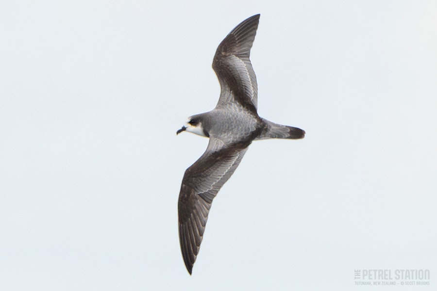 Stejneger's petrel. Adult in flight, dorsal. The Petrel Station pelagic offshore from Tutukaka, October 2022. Image © Scott Brooks, www.thepetrelstation.nz by Scott Brooks.