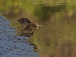 Banded rail | Moho pererū. Two chicks. Long Bay, North Auckland, December 2023. Image © Martyn Seddon by Martyn Seddon.