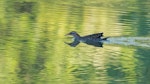 Banded rail | Moho pererū. Adult swimming. Long Bay, North Auckland, December 2023. Image © Martyn Seddon by Martyn Seddon.