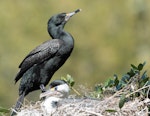 Pied shag | Kāruhiruhi. Melanistic adult (at nest with mate). Haruru Falls track, Paihia, Northland, October 2023. Image © Les Feasey by Les Feasey.