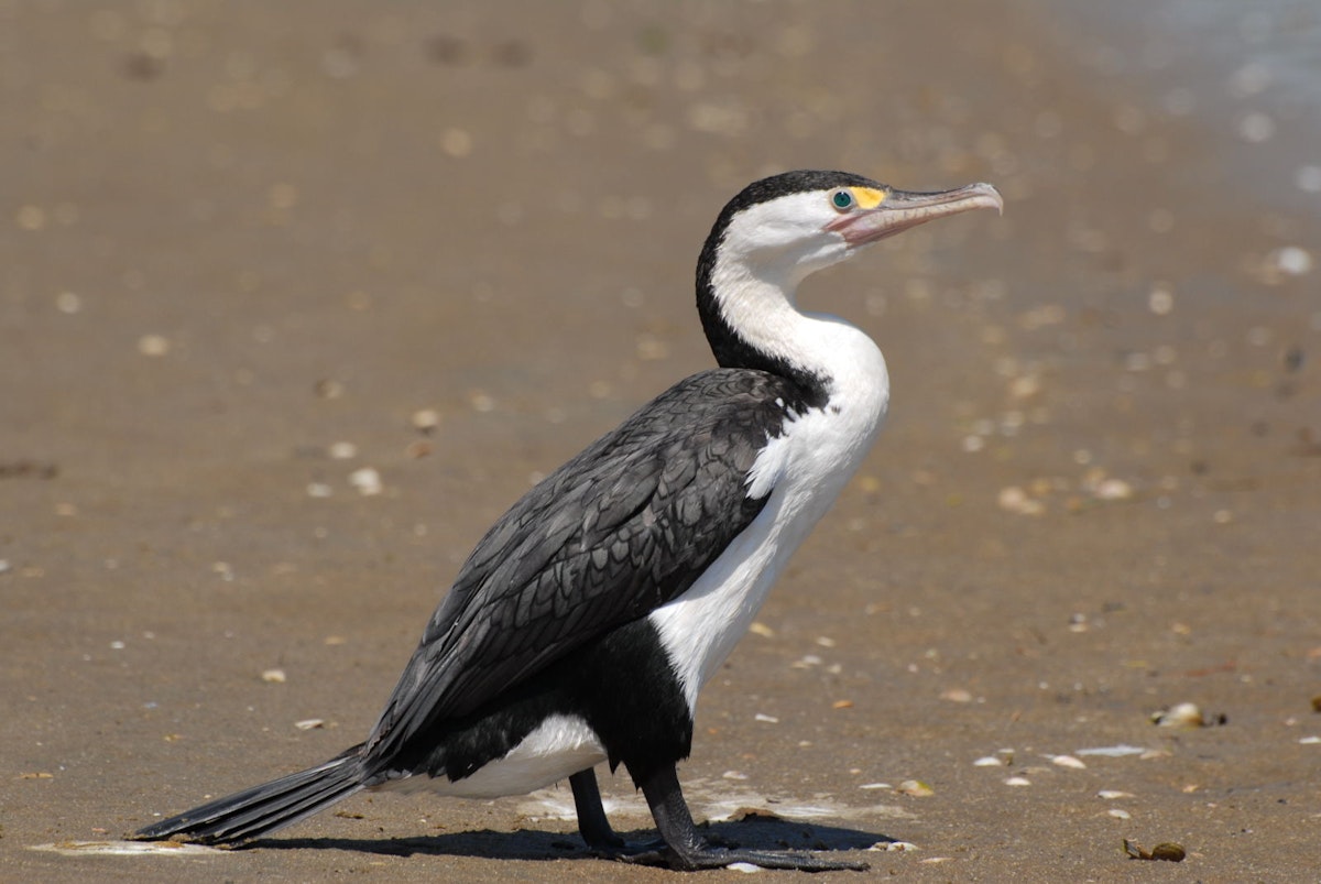 Adult pied shag on the beach