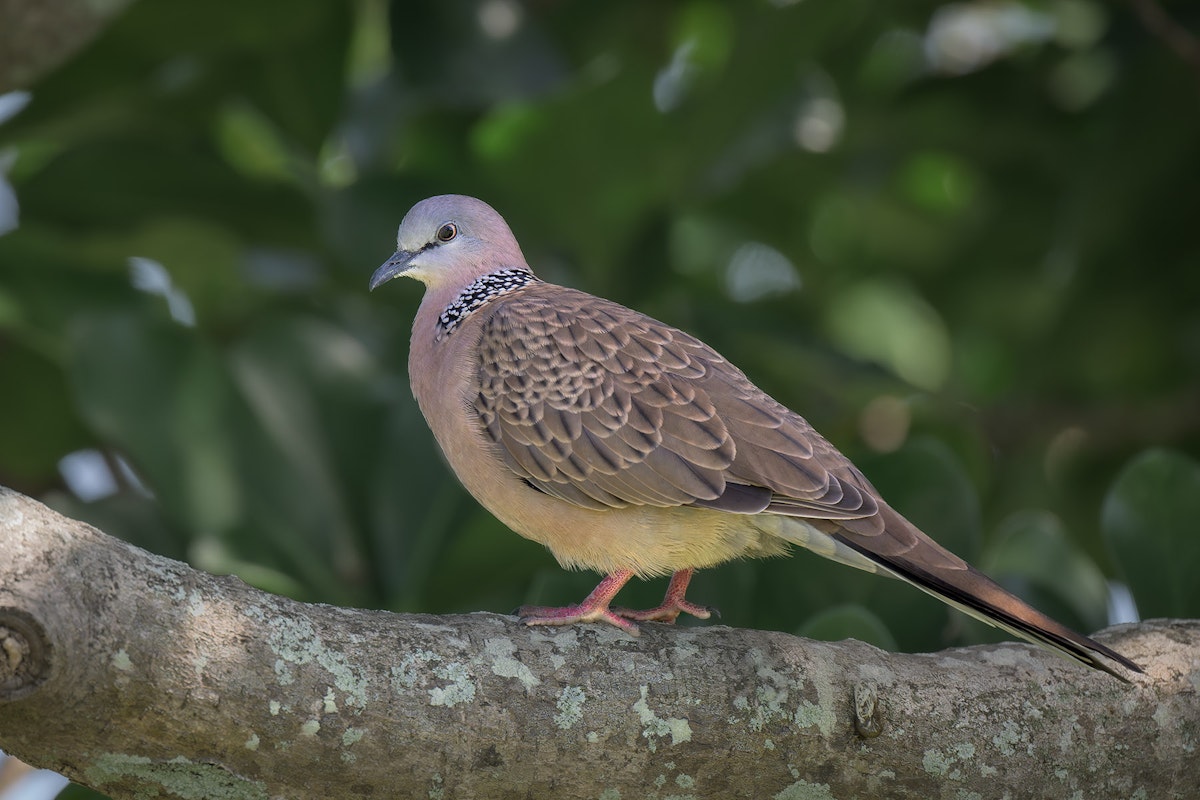 Spotted dove perched on a branch