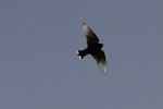 Dusky woodswallow. Adult in flight - second New Zealand record. Halfmoon Bay, Stewart Island, September 2024. Image © Craig Stonyer by Craig Stonyer.