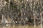 Banded rail | Moho pererū. Adult well camouflaged among mangrove pneumatophores. Miranda, February 2016. Image © Bartek Wypych by Bartek Wypych.