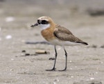 Tibetan sand plover. Breeding male. Tanjung Tokong, Pulau Pinang, Malaysia, August 2006. Image © Dave Bakewell by Dave Bakewell.