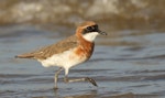 Tibetan sand plover. Breeding male. Miri, Sarawak, April 2024. Image © Dave Bakewell by Dave Bakewell.