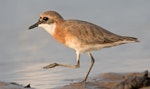 Tibetan sand plover. Breeding male. Kuala Baram Beach, Miri, Sarawak, April 2021. Image © Dave Bakewell by Dave Bakewell.