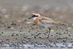 Tibetan sand plover. Breeding male. Kuala Baram Wetland, Miri, Sarawak, August 2021. Image © Dave Bakewell by Dave Bakewell.