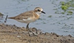 Tibetan sand plover. Adult female. Kuala Baram Wetland, Sarawak, August 2024. Image © Dave Bakewell by Dave Bakewell.