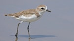 Tibetan sand plover. Nonbreeding. Kuala Baram Beach, Sarawak, October 2023. Image © Dave Bakewell by Dave Bakewell.