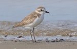 Tibetan sand plover. Nonbreeding. Miri, Sarawak, January 2024. Image © Dave Bakewell by Dave Bakewell.