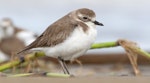 Tibetan sand plover. Nonbreeding. Kuala Baram Beach, Sarawak, November 2021. Image © Dave Bakewell by Dave Bakewell.