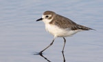 Tibetan sand plover. Nonbreeding. Kuala Baram Beach, Miri, Sarawak, February 2021. Image © Dave Bakewell by Dave Bakewell.