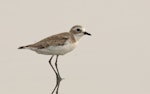 Tibetan sand plover. Immature. Kuala Baram Beach, Miri, Sarawak, July 2023. Image © Dave Bakewell by Dave Bakewell.