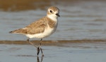 Tibetan sand plover. Immature. Miri, Sarawak, April 2024. Image © Dave Bakewell by Dave Bakewell.