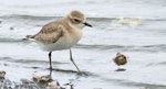 Tibetan sand plover. Juvenile. Kuala Baram Wetland, Sarawak, September 2024. Image © Dave Bakewell by Dave Bakewell.