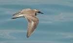 Tibetan sand plover. Breeding male in flight. Bay East, Singapore, September 2024. Image © Dave Bakewell by Dave Bakewell.