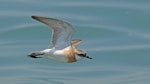 Tibetan sand plover. Breeding male in flight. Bay East, Singapore, September 2024. Image © Dave Bakewell by Dave Bakewell.