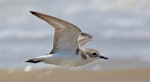 Tibetan sand plover. Nonbreeding adult in flight. Kuala Baram Beach, Sarawak, October 2023. Image © Dave Bakewell by Dave Bakewell.